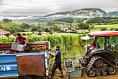 France, Pyrenees Atlantique, Basque Country, Irouleguy, harvest in the Arretxea estate. Iban and Théo Riouspeyrous, owners of domaine arretxea, load the harvest\n