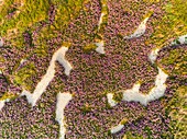Frankreich, Somme, Somme-Bucht, Noyelles sur Mer, Teppich aus wilden Statisten in der Bucht im Sommer (Luftbild)