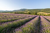 France, Drôme, Regional Natural Park Baronnies Provençal, Saint-Auban-sur-l'Ouvèze, lavender field\n