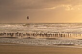 Frankreich, Somme, Quend-Plage, am Strand bei Flut, die Großmöwen (Larus canus - Sturmmöwe) folgen der Strömung, um ihre Nahrung zu finden