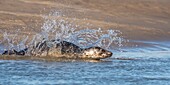 Frankreich, Pas de Calais, Opalküste, Berck sur Mer, Kegelrobbe (Halichoerus grypus), Robben sind heute eine der wichtigsten touristischen Attraktionen der Somme-Bucht und der Opalküste