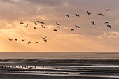 France, Somme, Somme Bay, Natural Reserve of the Somme Bay, Le Crotoy, Beaches of the Maye, Common Shelduck (Tadorna tadorna) at dusk\n