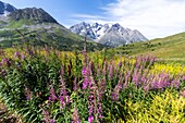 France, Hautes Alpes, Alpin Garden of Lautaret pass\n