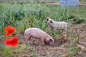 France, Indre et Loire,Courcoué, organic outdoor hog farming\n