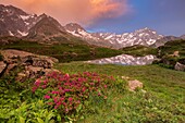 Frankreich, Hautes Alpes, Nationalpark von Ecrins, Tal von Valgaudemar, La Chapelle en Valgaudemar, Spiegelung von Sirac (3441m) auf dem See von Lauzon (2008m) und blühender Rhododendron ferruginous (Rhododendron ferrugineum)