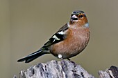 Frankreich, Doubs, Vogel, Buchfink (Fringilla coelebs) auf einem Baumstumpf im Winter, Männchen