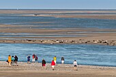 Frankreich, Somme, Somme-Bucht, Le Hourdel, Die Seehunde auf den Sandbänken in der Somme-Bucht sind eine der wichtigsten Touristenattraktionen