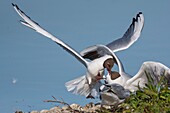 France, Somme, Bay of the Somme, Crotoy Marsh, Le Crotoy, every year a colony of black-headed gulls (Chroicocephalus ridibundus) settles on the islets of the Crotoy marsh to nest and reproduce , conflicts are then frequent\n