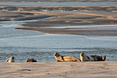 Frankreich, Somme, Bucht der Somme, Die Hourdel, Seehunde im Kanal der Somme