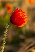 Frankreich, Somme, Bucht der Somme, Saint-Valery-sur-Somme, Die Mohnfelder zwischen Saint-Valery-sur-Somme und Pendé sind zu einer echten Touristenattraktion geworden und viele Menschen kommen, um dort zu fotografieren