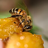 Frankreich, Territoire de Belfort, Belfort, Obstgarten, Europäische Biene (Apis mellifera) auf einer umgefallenen Mirabelle