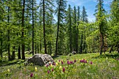 Frankreich, Hautes Alpes, Oisans-Massiv, Ecrins-Nationalpark, Vallouise, Wanderung zur Spitze der Heads, unter Melezes- und Orchideenwald zum Pass von Pousterle