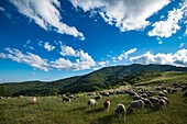 France, Ardeche, parc naturel régional des Monts d'Ardeche (Regional natural reserve of the Mounts of Ardeche), Prunet, Col de la Croix de Millet, transhumance on the Tanargue Massif\n