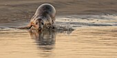 Frankreich, Pas de Calais, Authie Bay, Berck sur Mer, Kegelrobben (Halichoerus grypus), bei Ebbe ruhen sich die Robben auf den Sandbänken aus, von wo sie von der steigenden Flut gejagt werden