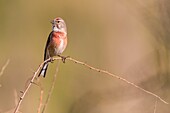 France, Somme, Baie de Somme, Cayeux sur Mer, The Hable d'Ault, Common Linnet (Linaria cannabina)\n
