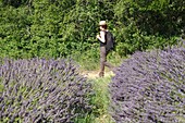 Frankreich, Ardeche, Sauze, Wanderin entlang eines Lavendelfeldes