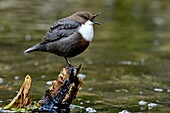 Frankreich, Doubs, Creuse-Tal, Vogel, Zwergtaucher (Cinclus cinclus)