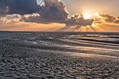 Frankreich, Somme, Somme-Bucht, Naturschutzgebiet der Somme-Bucht, Le Crotoy, Strände der Maye, Brandgans (Tadorna tadorna) in der Abenddämmerung