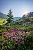 France, Hautes Alpes, Ecrins National Park, Champsaur, Drac Noir valley, Prapic, flowering Alpen Rose (Rhododendron ferrugineum)\n