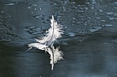 Frankreich, Doubs, Federn des Höckerschwans (Cygnus olor) schwimmen auf der Wasseroberfläche eines Teiches