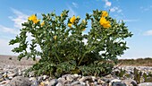 France, Somme, Baie de Somme, Cayeux sur Mer, Yellow Glaucian, Horned poppy or Yellow poppy of the sands (Glaucium flavum)\n