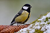 France, Doubs, bird, great tit (Parus major) on a pine cone\n