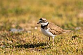 France, Somme, Baie de Somme, Cayeux sur Mer, The Hable d'Ault, Little Ringed Plover (Charadrius dubius) in gravelly lawns\n