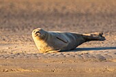 France, Pas de Calais, Opal Coast, Berck sur Mer, common seal (Phoca vitulina), seals are today one of the main tourist attractions of the Somme Bay and the Opal Coast\n