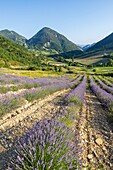 Frankreich, Drôme, regionaler Naturpark der Baronnies provençales, Chaudebonne, Lavendelfeld am Col Sausse