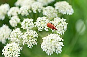 France, Puy de Dome, Marsac en Livradois, Natural regional park of Livradois Forez, around the Riols pond, common hogweed (Heracleum sphondylium)\n