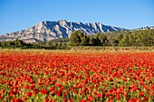 Frankreich, Bouches du Rhône, Pays d'Aix, Grand Site Sainte-Victoire, Beaurecueil, Mohnfeld (Papaver rhoeas) gegenüber dem Berg Sainte-Victoire