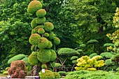 Frankreich, Loiret, Orleans, Parc Floral de la Source (Botanischer Garten), Japanische Kryptomerie (Cryptomeria japonica), Japanische Zeder