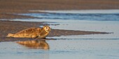 Frankreich, Pas de Calais, Opalküste, Berck sur Mer, Seehund (Phoca vitulina), Seehunde sind heute eine der Haupttouristenattraktionen in der Somme-Bucht und an der Opalküste