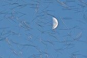 Frankreich, Doubs, Schweizer Grenze, Vogel, Buchfink (Fringilla montifringilla), der sich im Schlafsaal für die Nacht versammelt, Mond im Hintergrund, Flugkonzentrat
