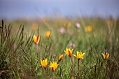 France, Alpes Maritimes, Regional Natural Park of the Prealpes d'Azur, Coursegoules, Cheiron Mountain, Wild tulip (Tulipa sylvestris)\n