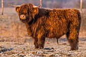 France, Somme, Somme Bay, Crotoy Marsh, Le Crotoy, Highland Cattle (Scottish cow) for marsh maintenance and eco grazing\n