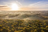 France, Somme, Crécy-en-Ponthieu, The Crécy forest emerges from the morning mist in autumn (aerial view)\n