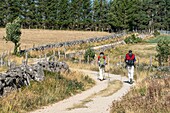 Frankreich, Lozere, Regionaler Naturpark Aubrac, Umgebung von Peyre en Aubrac (früher Aumont-Aubrac), Wanderung entlang der Via Podiensis, einer der französischen Pilgerwege nach Santiago de Compostela oder GR 65