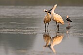 France, Somme, Somme Bay, Le Crotoy, Crotoy Marsh, Spoonbill (Platalea leucorodia Eurasian Spoonbill), grooming session in common and mutual to maintain social bonds\n