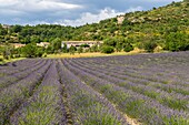 France, Drôme, regional natural park of Baronnies provençales, Montbrun-les-Bains, lavender field\n
