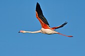 France, Bouches du Rhone, Camargue, Pont de Gau reserve, Flamingos (Phoenicopterus roseeus), flight\n