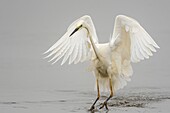 France, Somme, Baie de Somme, Le Crotoy, Crotoy Marsh, Great Egret (Ardea alba - Great Egret) fishing catching a fish\n