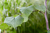 Kanadischer Judasbaum 'Vanilla Twist' (Cercis canadensis), Blätter an Zweig
