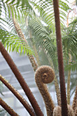 Uncurling leaf of tree fern