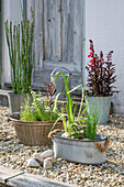 Winterschachtelhalm, englische Wasserminze, Sumpfschwertlilie, Lobelia 'Scarlet', Rosa Papageienblatt, Eidechsenschwanz, Flatterbinse in Töpfen auf der Terrasse
