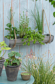 Pfeilkraut (Sagittaria), großes Fettblatt (Sedum) und Gräser in Blumenkasten an Wand hängend