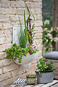 Gauklerblume, großes Fettblatt (Sedum), und Rosa Papageienblatt in altem Waschbecken auf der Terrasse eingepflanzt