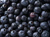 Fresh Blueberries, Macro Shot