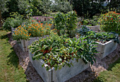 Hochbeete im sommerlichen Gemüsegarten mit Mangold und Ringelblumen