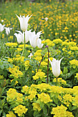 Beet mit Wolfsmilch (Euphorbia epithymoides) und Tulpe (Tulipa) 'White Triumphator'